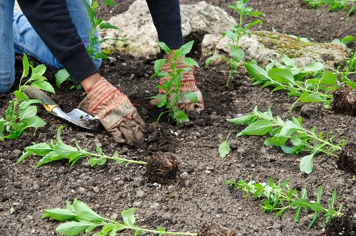 A person wearing gardening gloves and dark clothing is working in a garden, planting small green shrubs in dark, moist soil. The garden features multiple young plants with healthy, vibrant green leaves arranged in neat rows, surrounded by well-maintained flower beds and a paved pathway. The background includes additional soil beds and some larger plants or bushes, indicating an organized outdoor space suitable for gardening and landscaping services in Brixton. The scene appears to be set during daytime with natural lighting, showing a tidy and cared-for garden environment characteristic of professional outdoor maintenance. Gardening tools are visible, underscoring active planting or gardening work, which aligns with the services provided by Gardening Services Brixton in the local area.