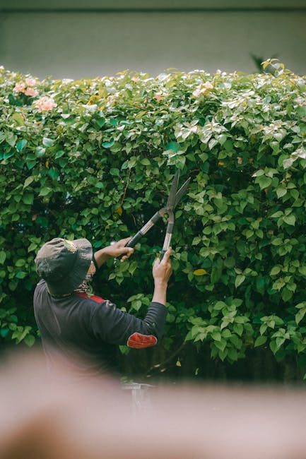 A gardener wearing a wide-brimmed hat and dark clothing is trimming a dense, flowering hedge with long-handled pruning shears. The hedge features lush, green leaves with clusters of pale pink flowers,